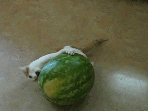 gifs_10.gif