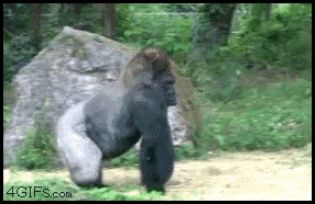 gorilla-walking-away-gif