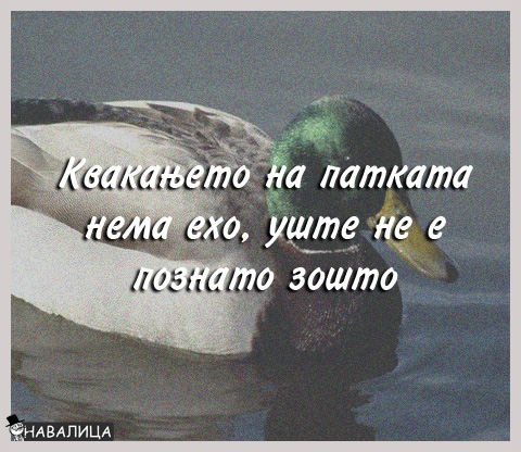 patka