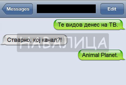 animal