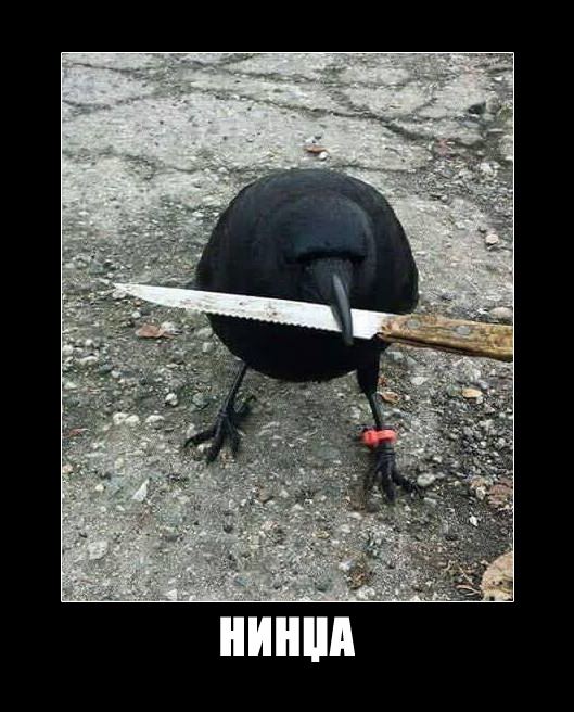 ninja