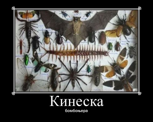 kineska