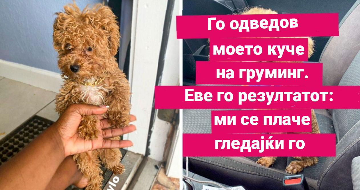 19 Ситуации кои докажуваат дека дури и домашните миленици имаат лоша ...